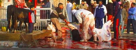 Animalsacrifice-0019.jpg