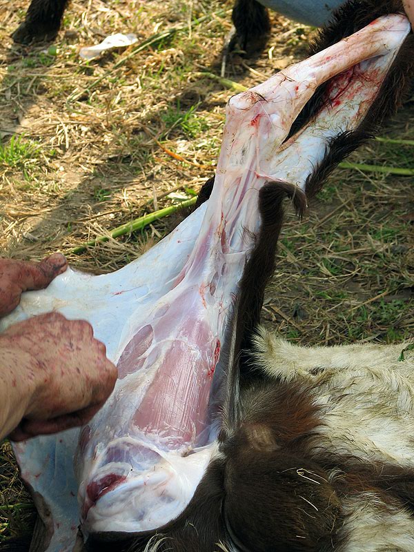 Images-animalsacrifice-0010.jpg