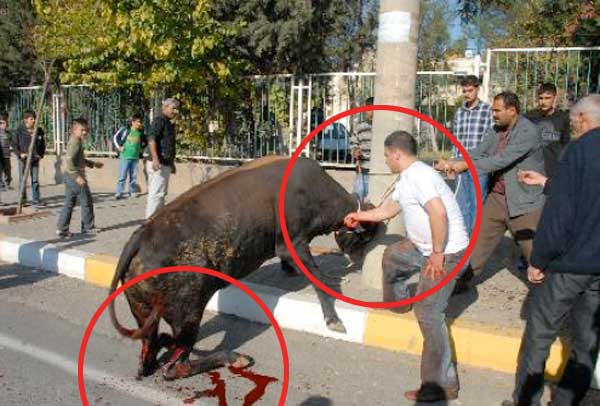Animalsacrifice-0016.jpg