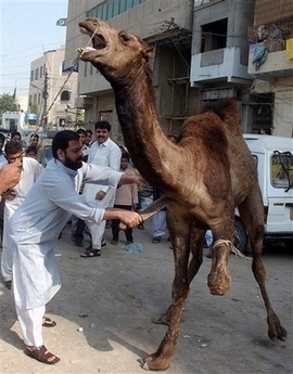 Camel-halal.jpg