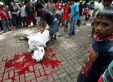 Animalsacrifice-0022.jpg