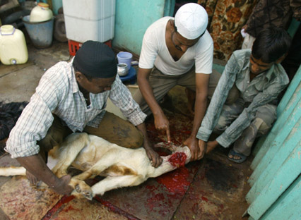 Animalsacrifice-0020.jpg