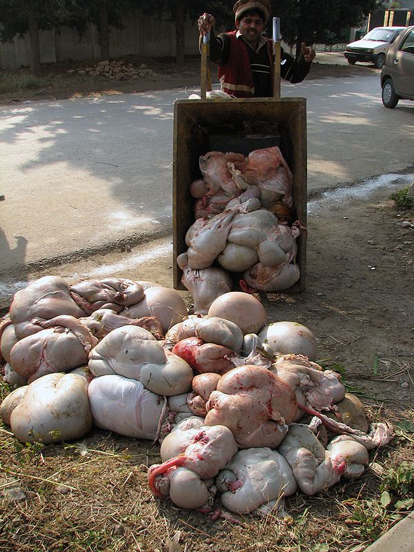 Images-animalsacrifice-0011.jpg