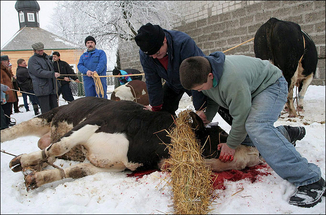 Animalsacrifice-0017.jpg
