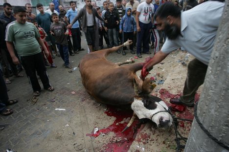 Animalsacrifice-0023.jpg