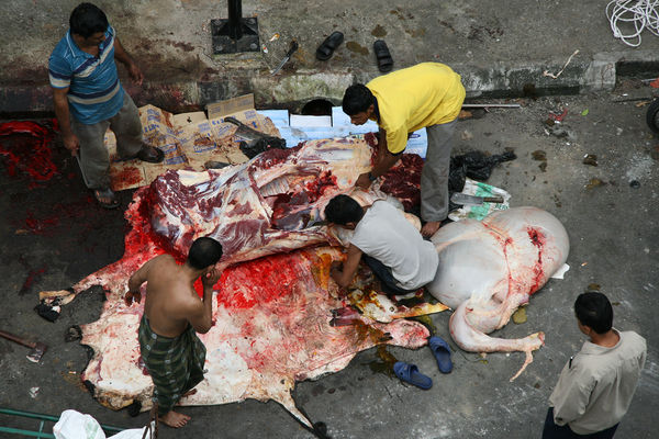 Images-animalsacrifice-0002.jpg