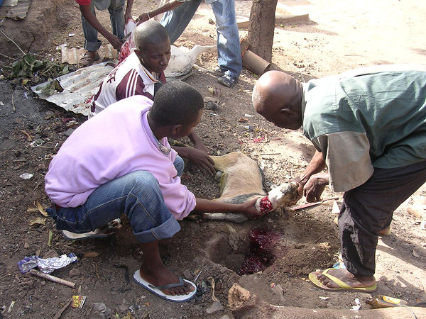 Images-animalsacrifice-0005.jpg