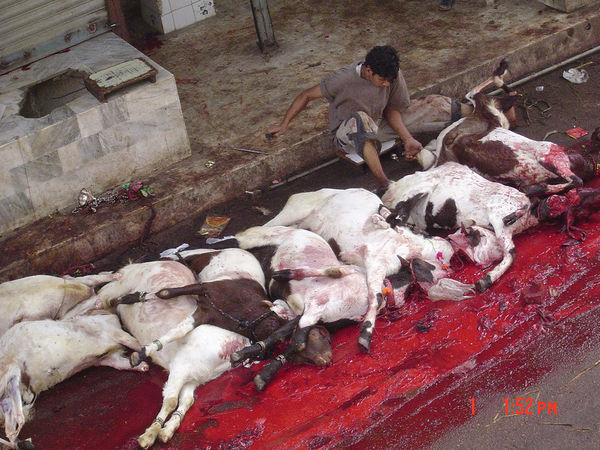 Images-animalsacrifice-0012.jpg