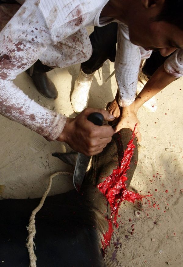 Eid-al-adha-banha-egypt-2009.jpg