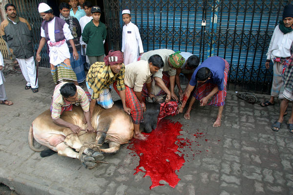 Images-animalsacrifice-0009.jpg