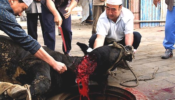 Animalsacrifice-0021.jpg