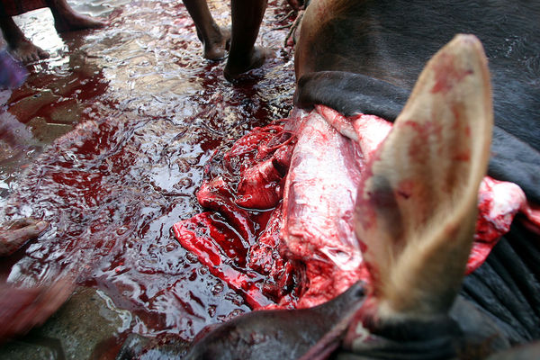 Images-animalsacrifice-0008.jpg