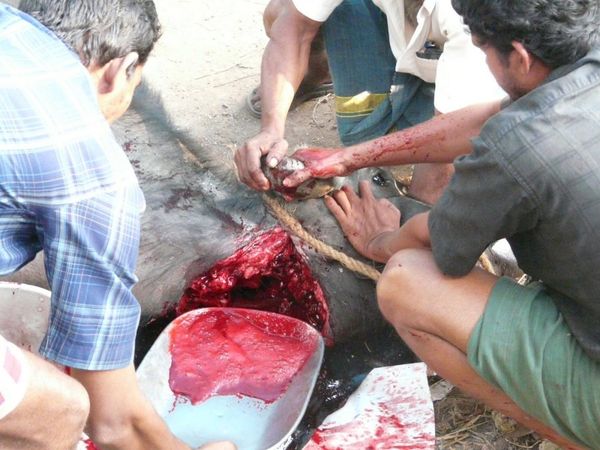 Animalsacrifice-0024.jpg