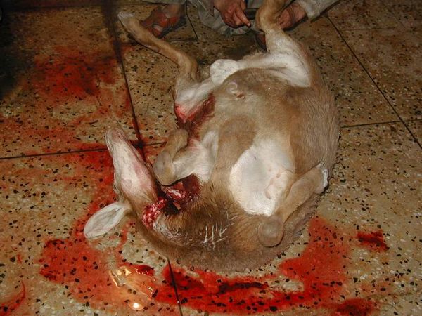 Images-animalsacrifice-0014.jpg