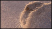British Wildlife Photography Awards